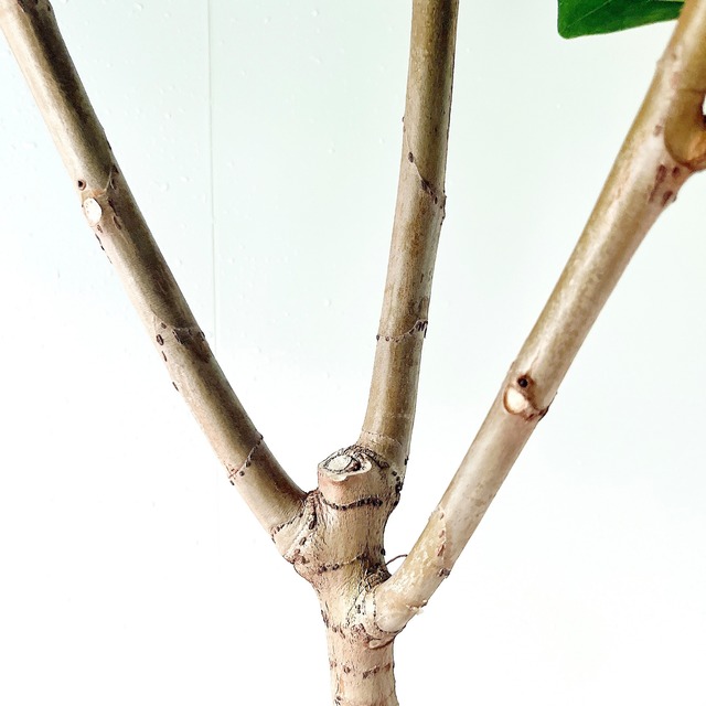 【Luxury Plants】希少株 フィカス アフリカンプリンス 陶器鉢仕立て