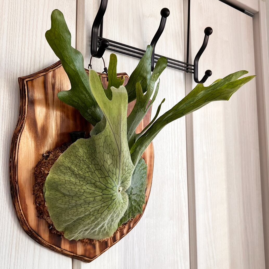 ビカクシダ グランデ 板付 【観葉植物 壁掛け コウモリラン
