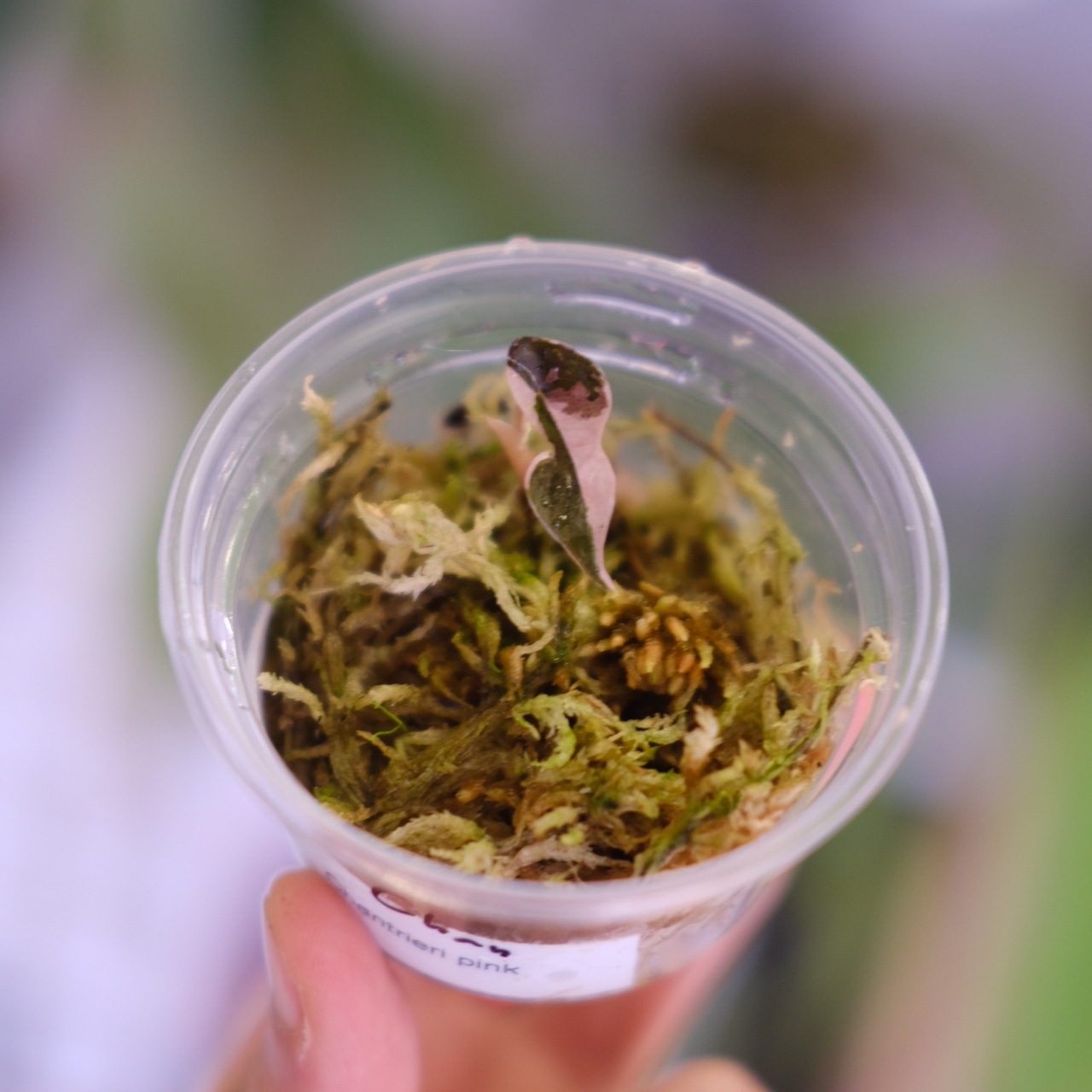 Alocasia chantrieri pink│アロカシア シャントリエリ ピンク⑦│観葉植物