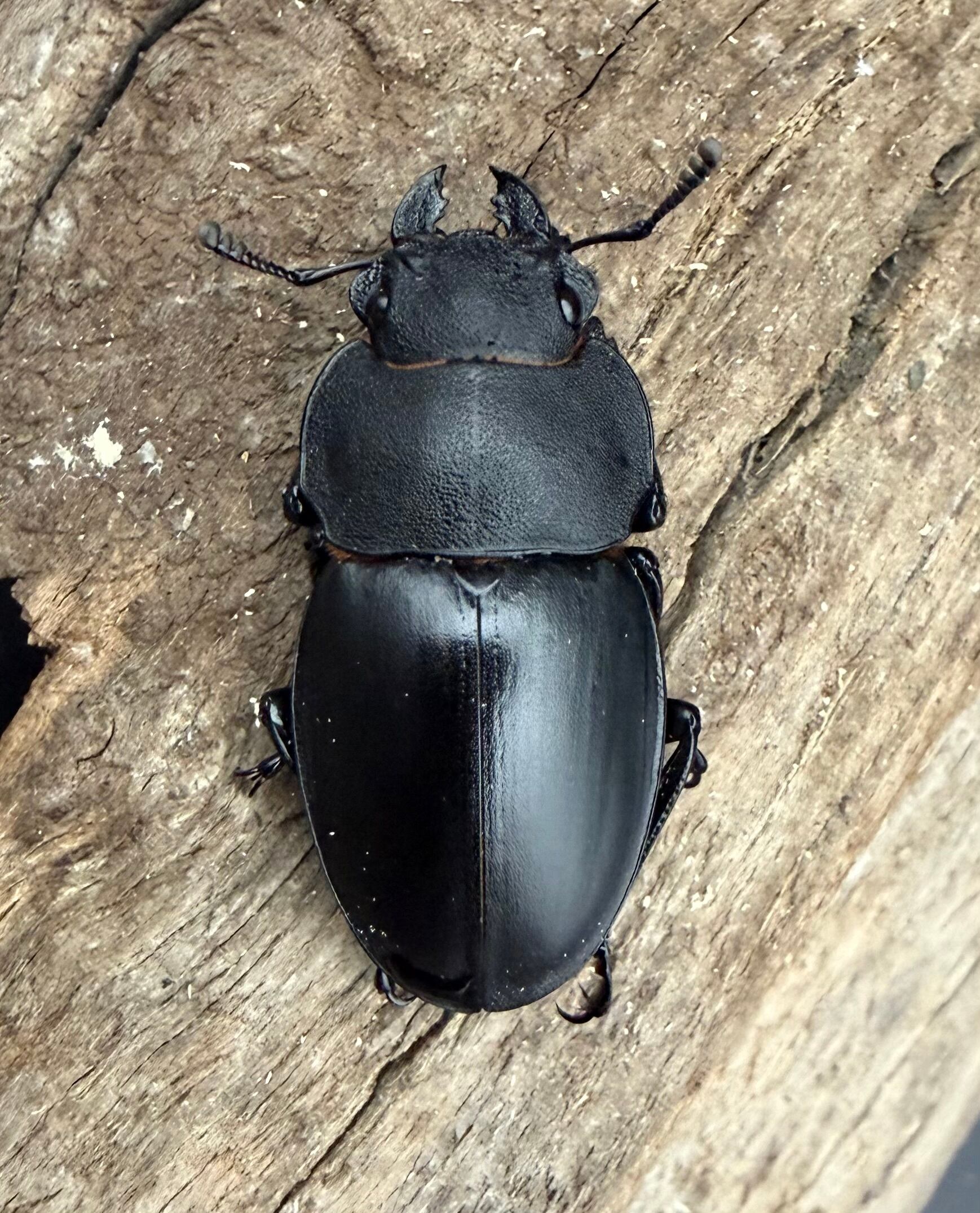 WD】《リュートネルツヤクワガタ 57.5mm ペア》 | KPW公式オンライン