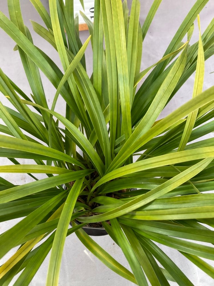 キンリョウヘン大株 花芽5芽以上 | 日本ライン花木センター