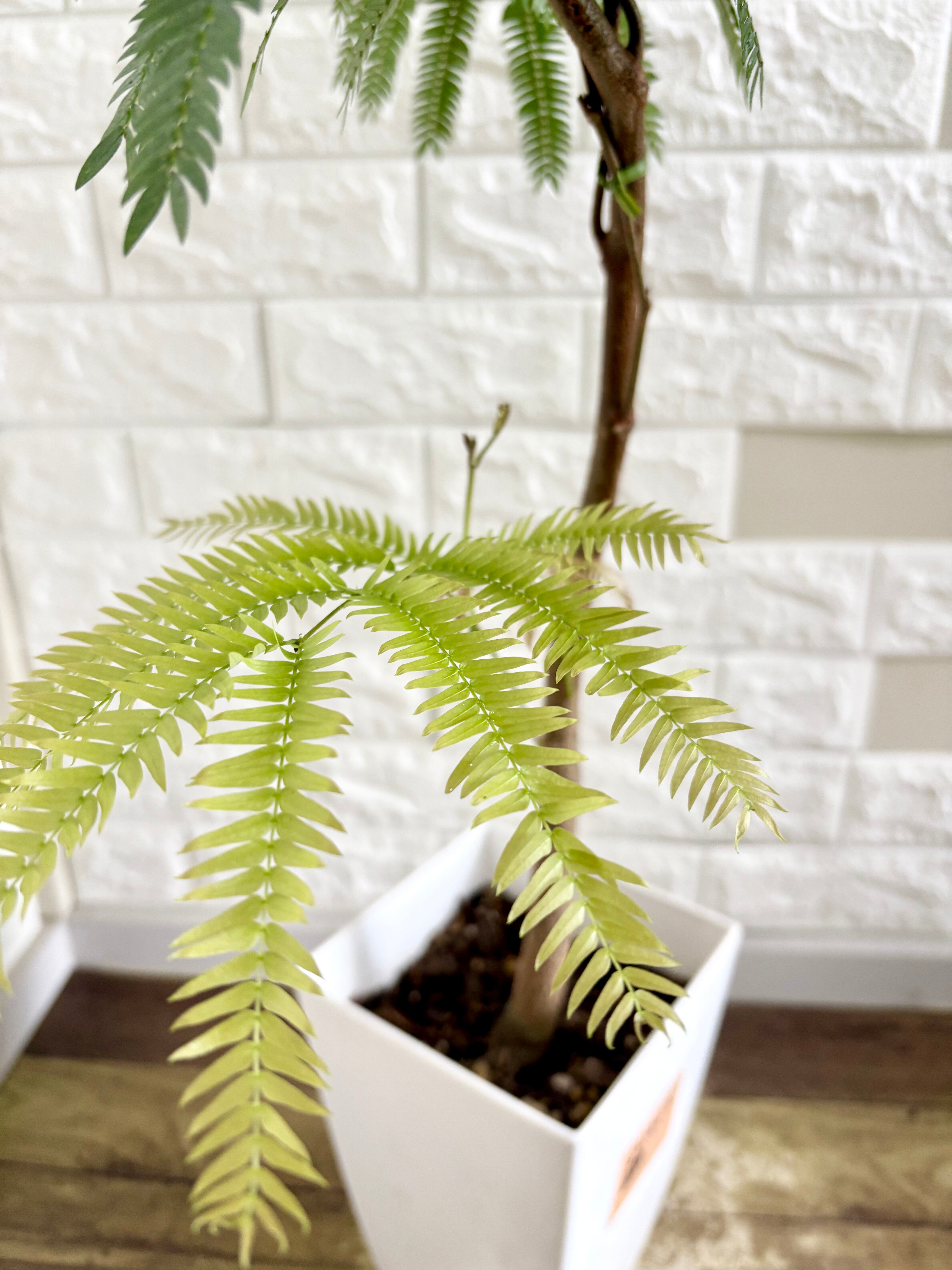 エバーフレッシュ⭐️曲がり⭐️観葉植物 | 観葉植物のお店 feerie