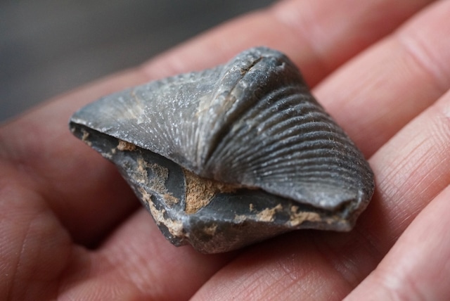 Spinocyrtia elburzensis 化石 ②