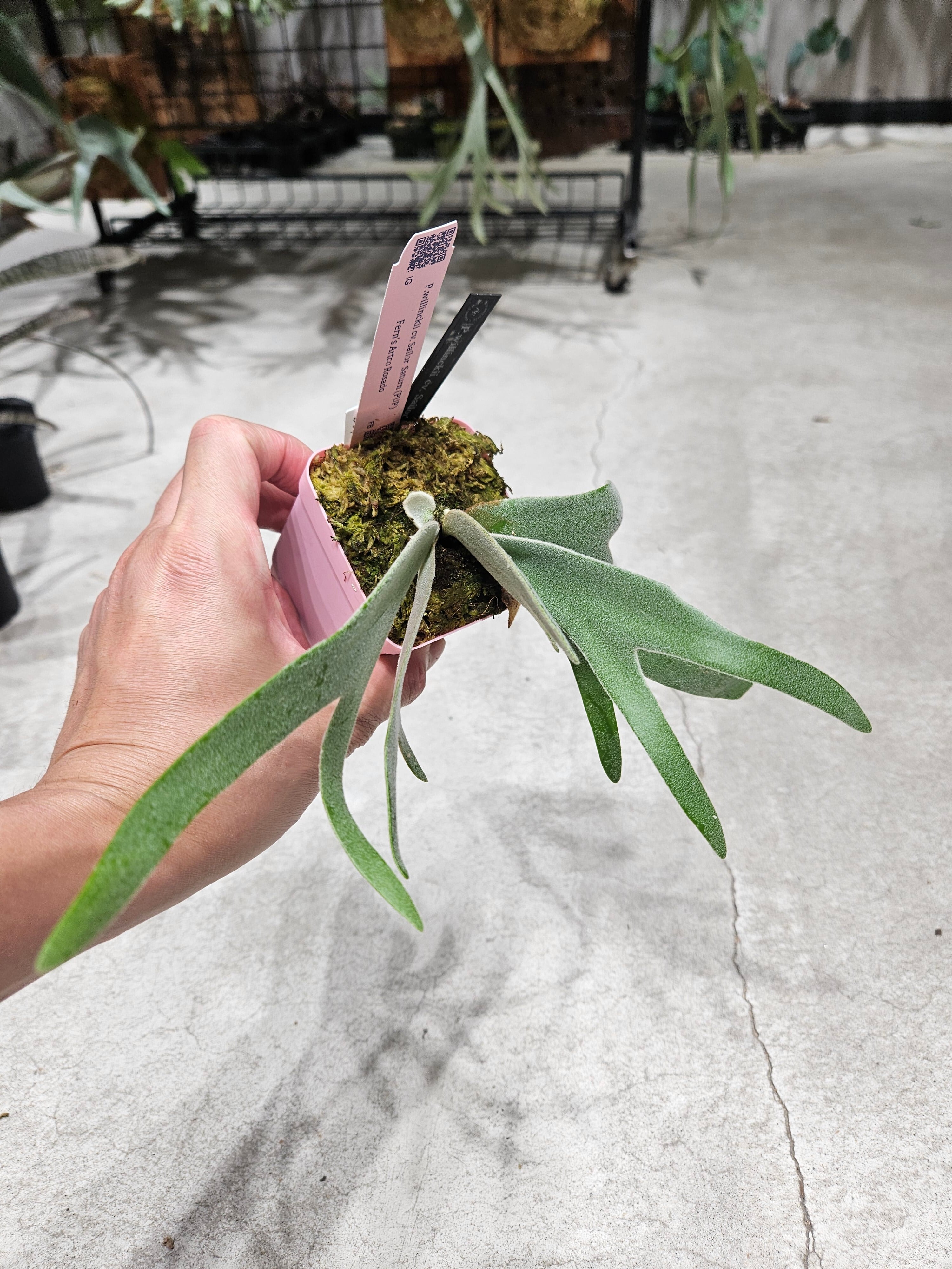P.willinckii cv. Sailor Saturn 【artPLANTs/PLANTS GARAGE