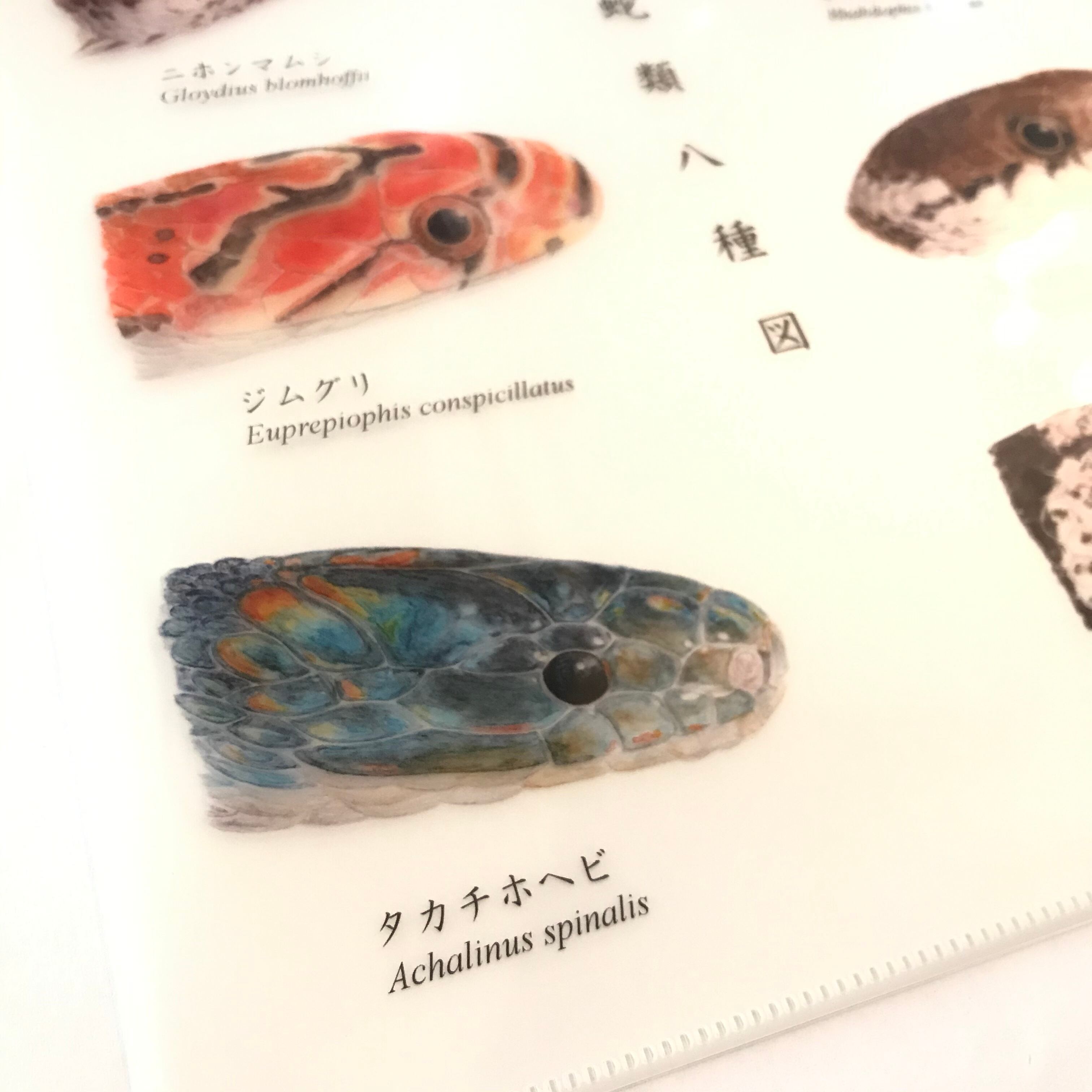 本州産蛇類八種図 クリアファイル | アトリエリジッタ
