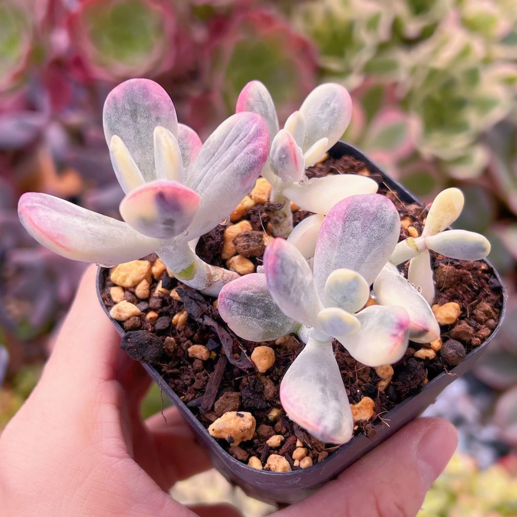 現品 達磨福娘錦#719 るる農園 | るる農園~多肉植物専門