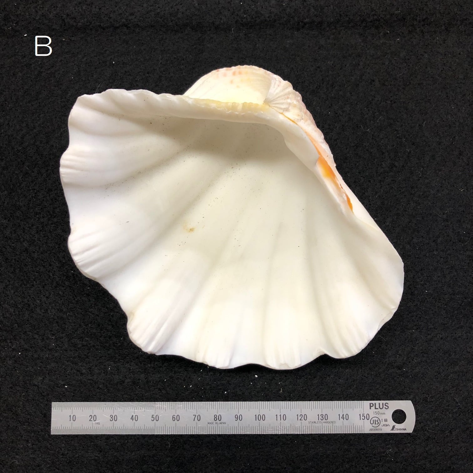 シャコ貝 | 海の博物館ミュージアムショップ