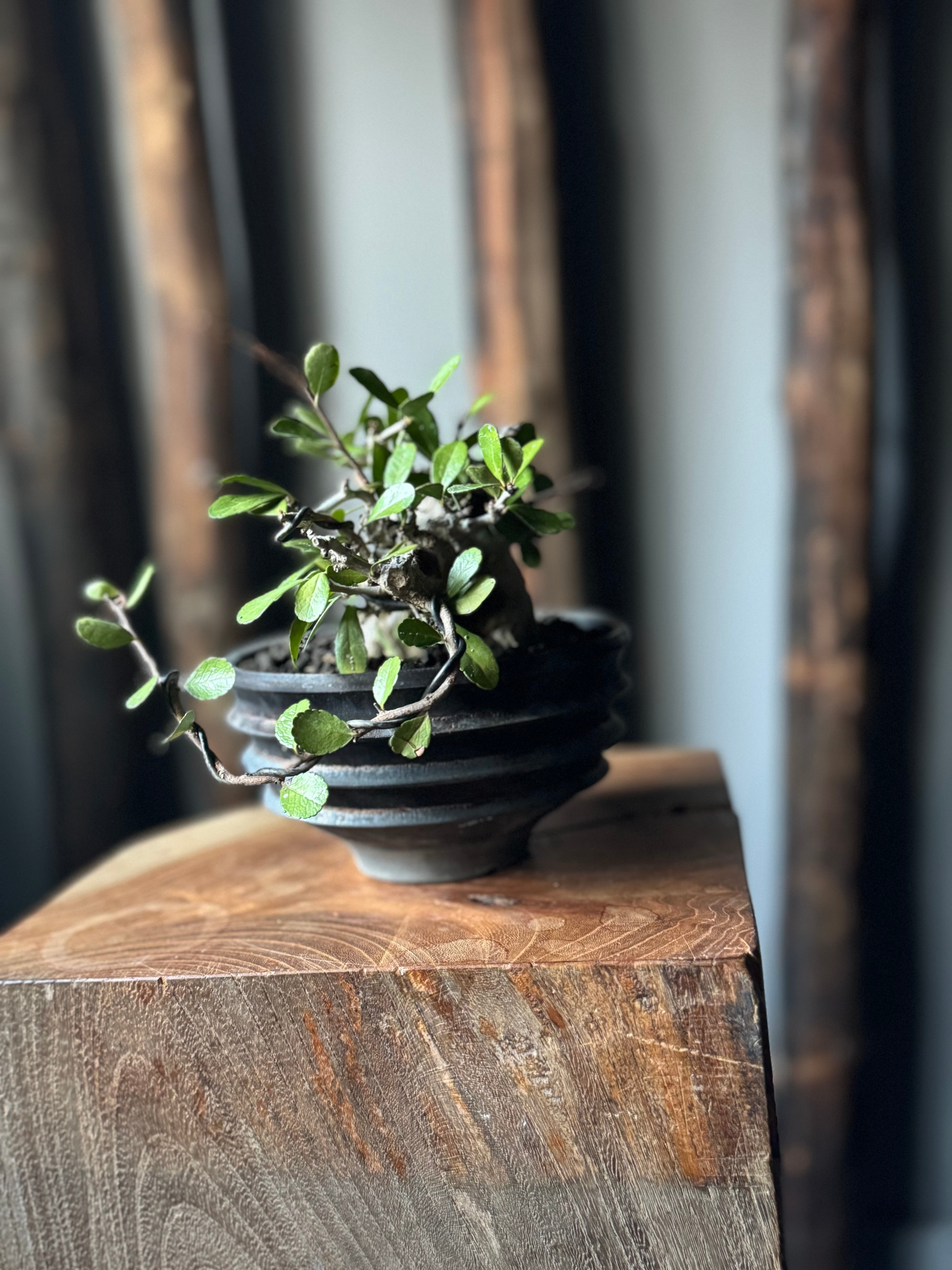 盆栽 | 青坊主-aobouzu-