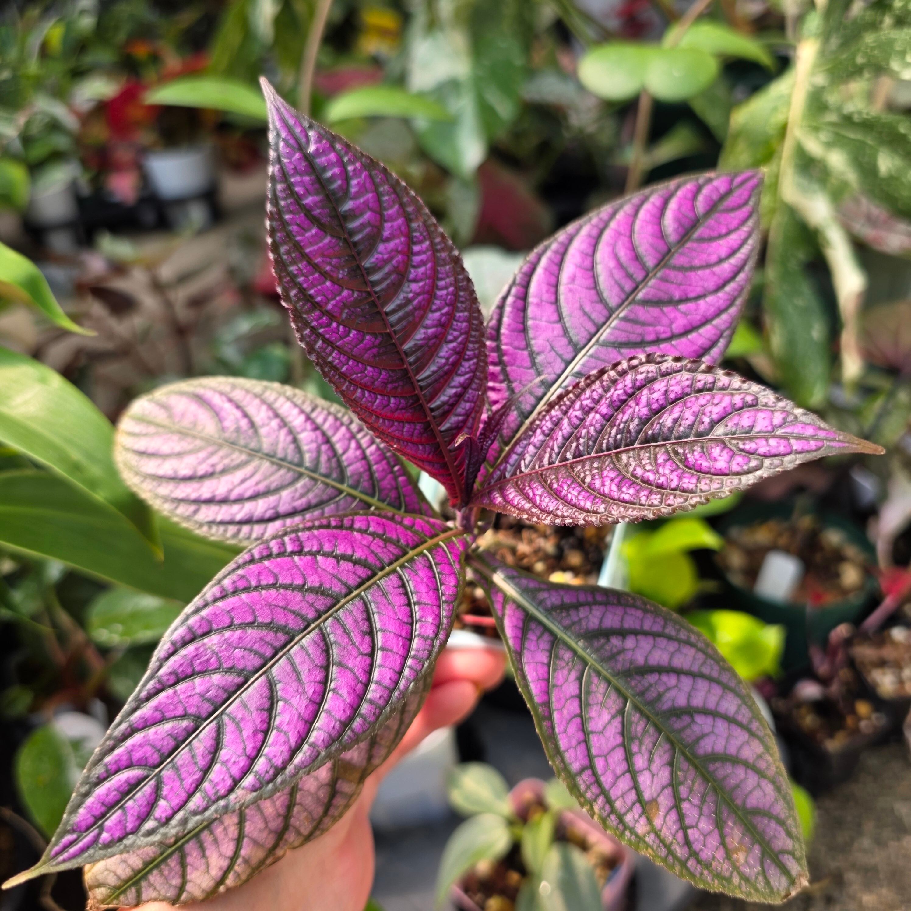 Bidayuha Crassispatha Kalimantan Barat子株 観葉植物 | HAPPAX