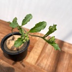 Raphionacme globosa【ラフィオナクメ・グロボーサ】