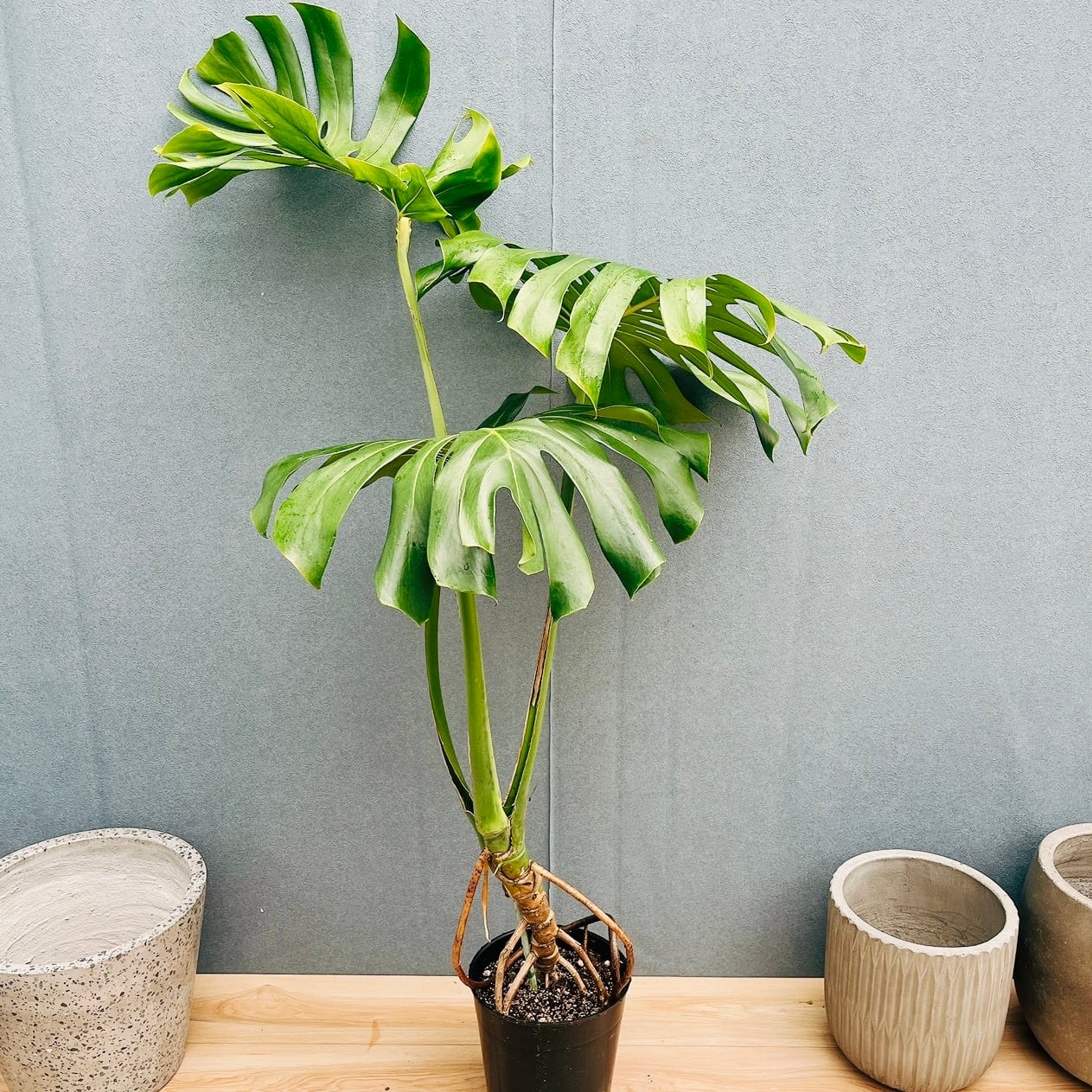 現品］28番 モンステラ デリシオーサ 幹上がり 8号 観葉植物 室内 大型