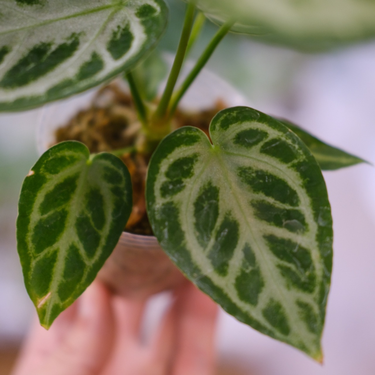 アンスリウム ドラヤキ × シルバーブラッシュ / Anthurium Dorayaki × Anthurium Silver brush⑨ / 観葉植物<育て方・花言葉>