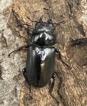 《ドンキエルコクワ亜種ハンプイ(黒ドンキ) Free ♀単》