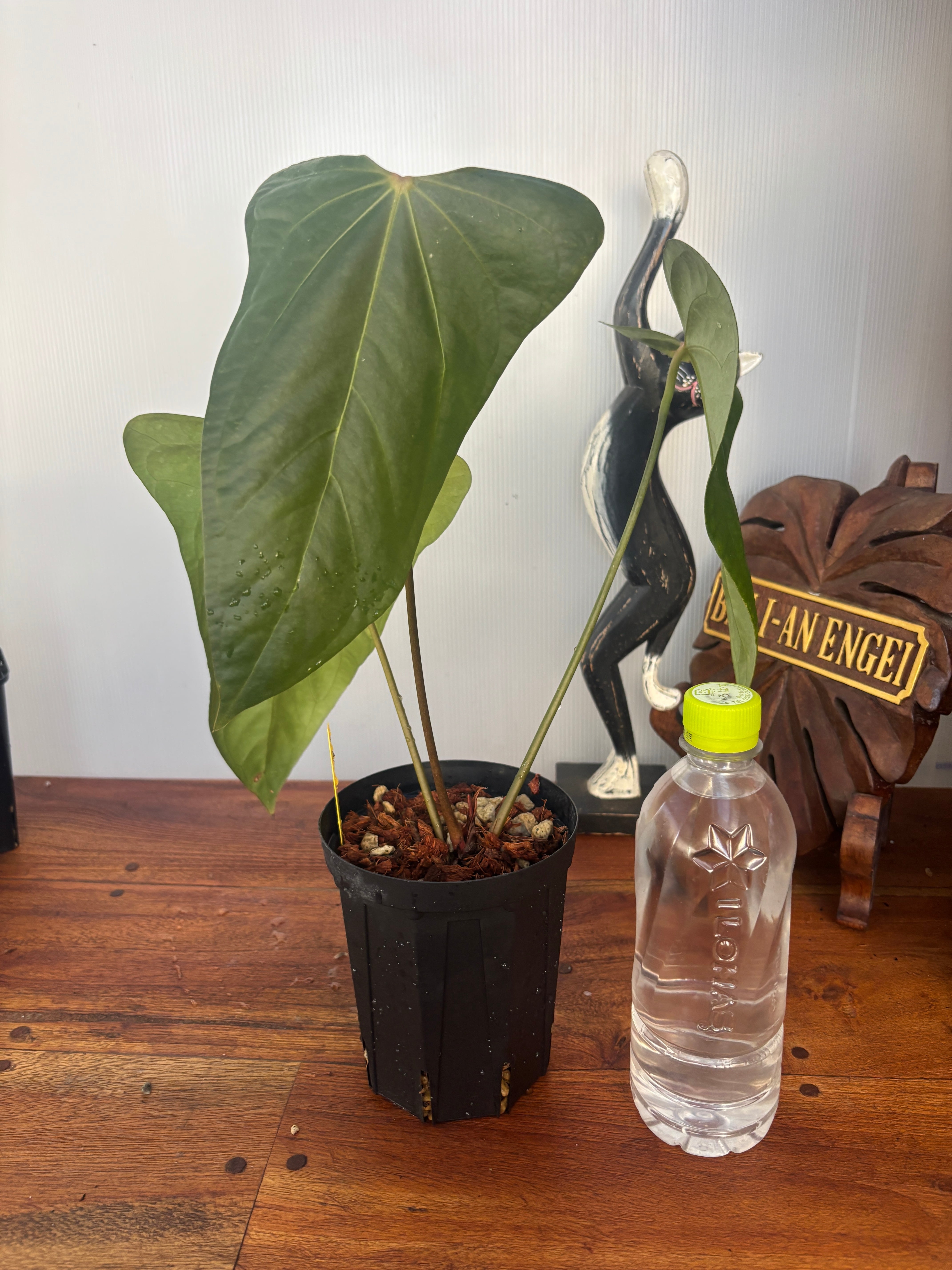 アンスリウム　AOS (skg)カットクローン アンスリウム AOS (skg)カットクローン アンスリウム AOS (skg)カット