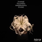 【送料無料】xerographica S〔エアプランツ〕現品発送T4928