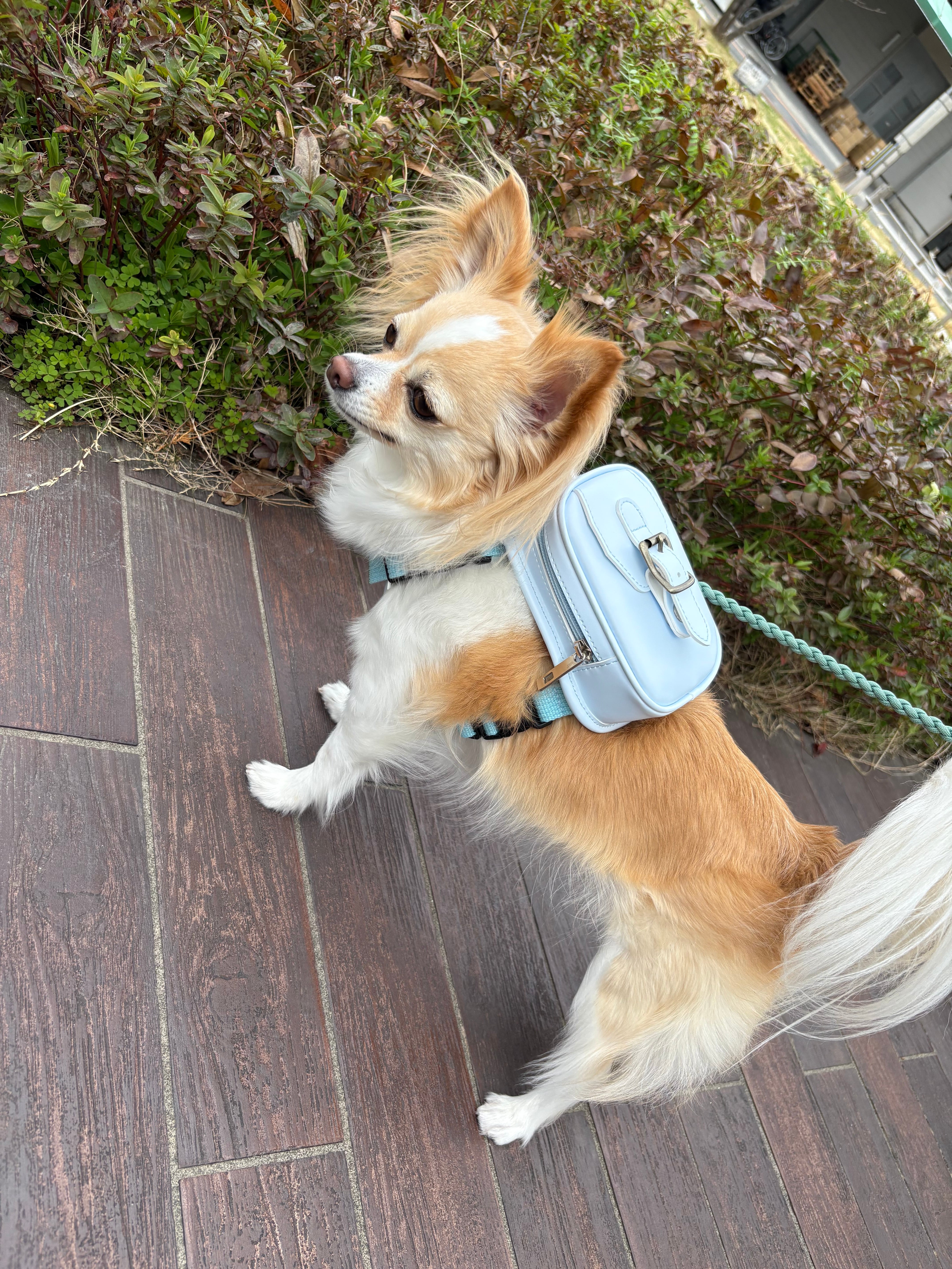 ワンどせる 人工皮革製 犬用ランドセル ワンどせる《ワンちゃん用ミニランドセル》 | MITTAG
