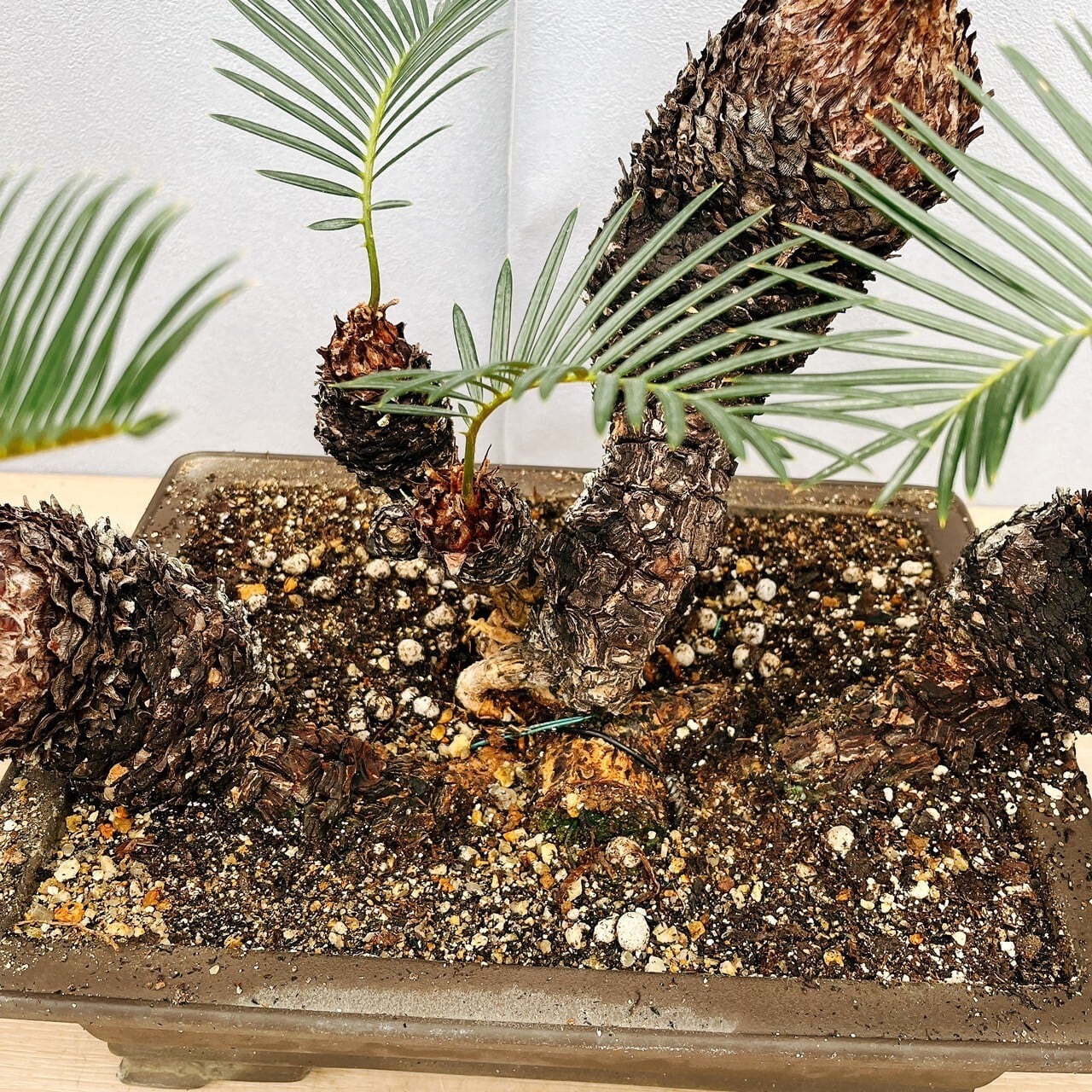 ❷メス木・奄美大島　耐寒性ソテツ　変わり葉取木 ➁メス木・奄美大島 耐寒性ソテツ 変わり葉取木