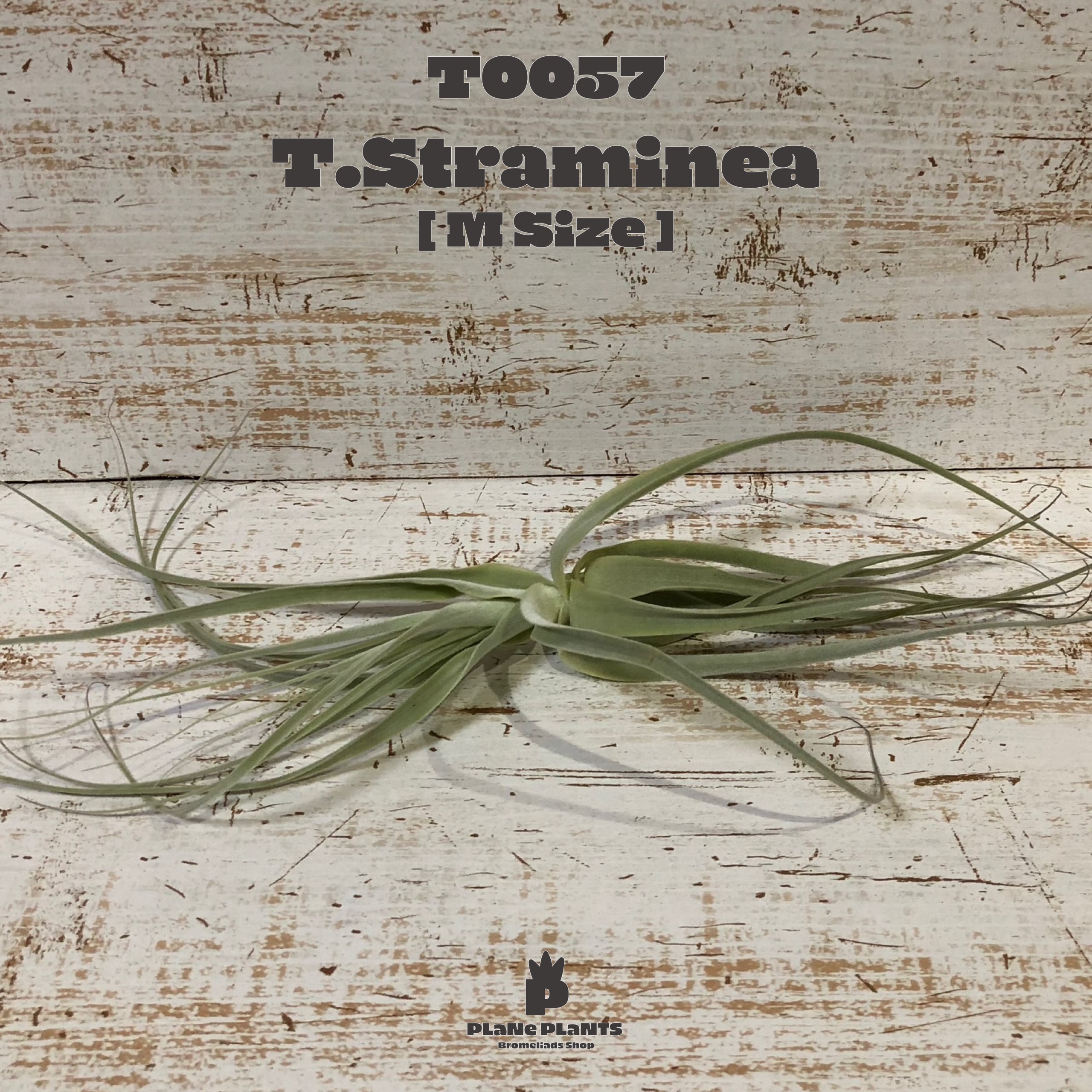 【送料無料】ストラミネアM〔エアプランツ〕現品発送T0057【現品発送】