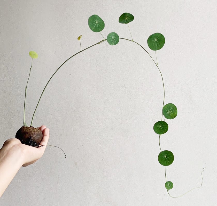 ステファニア エレクタ〛Stephania Erecta 直径 3.5-5cm | riifushop