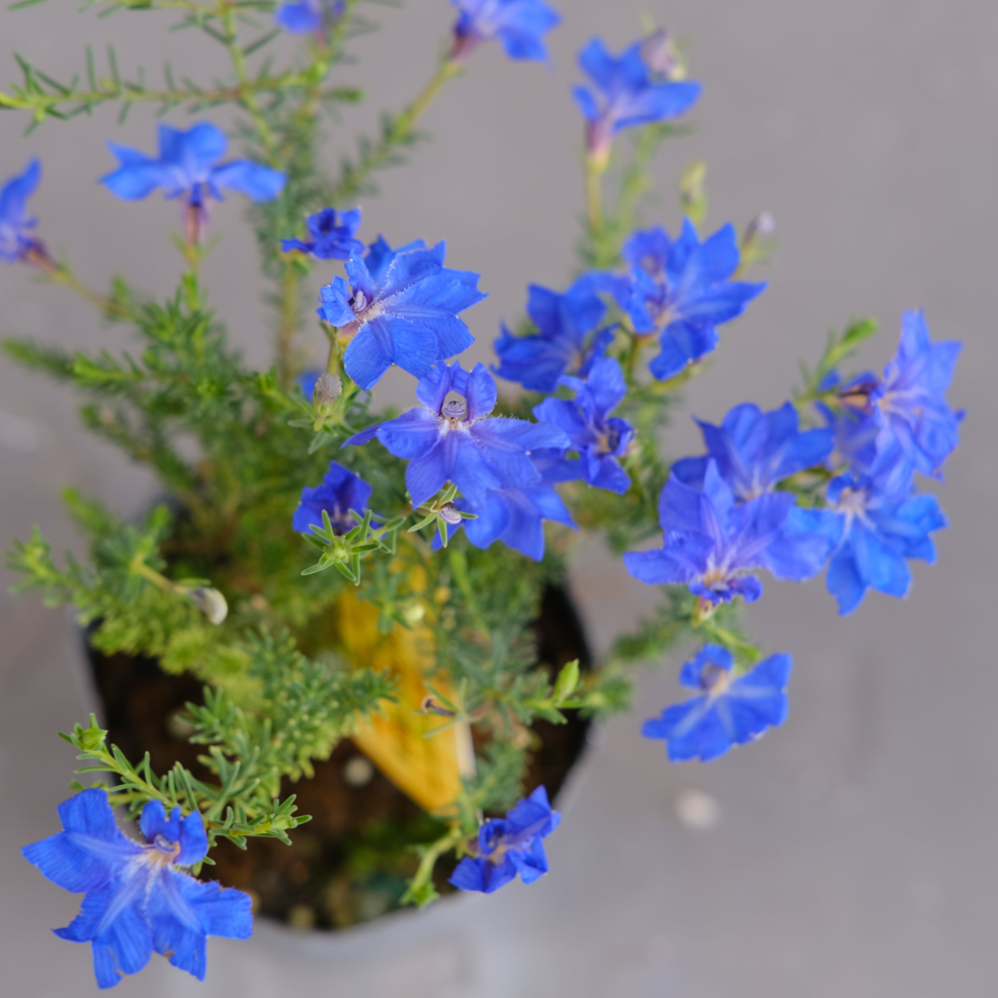 初恋草《 秋青（アキアオ） 》3号鉢 | グリーンギャラリーガーデンズ