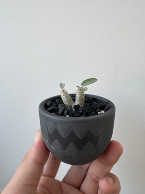 【新着】Pachypodium Tackyi × VALEM BABY【塊根植物の希少ハイブリッド】パキポディウム タッキー