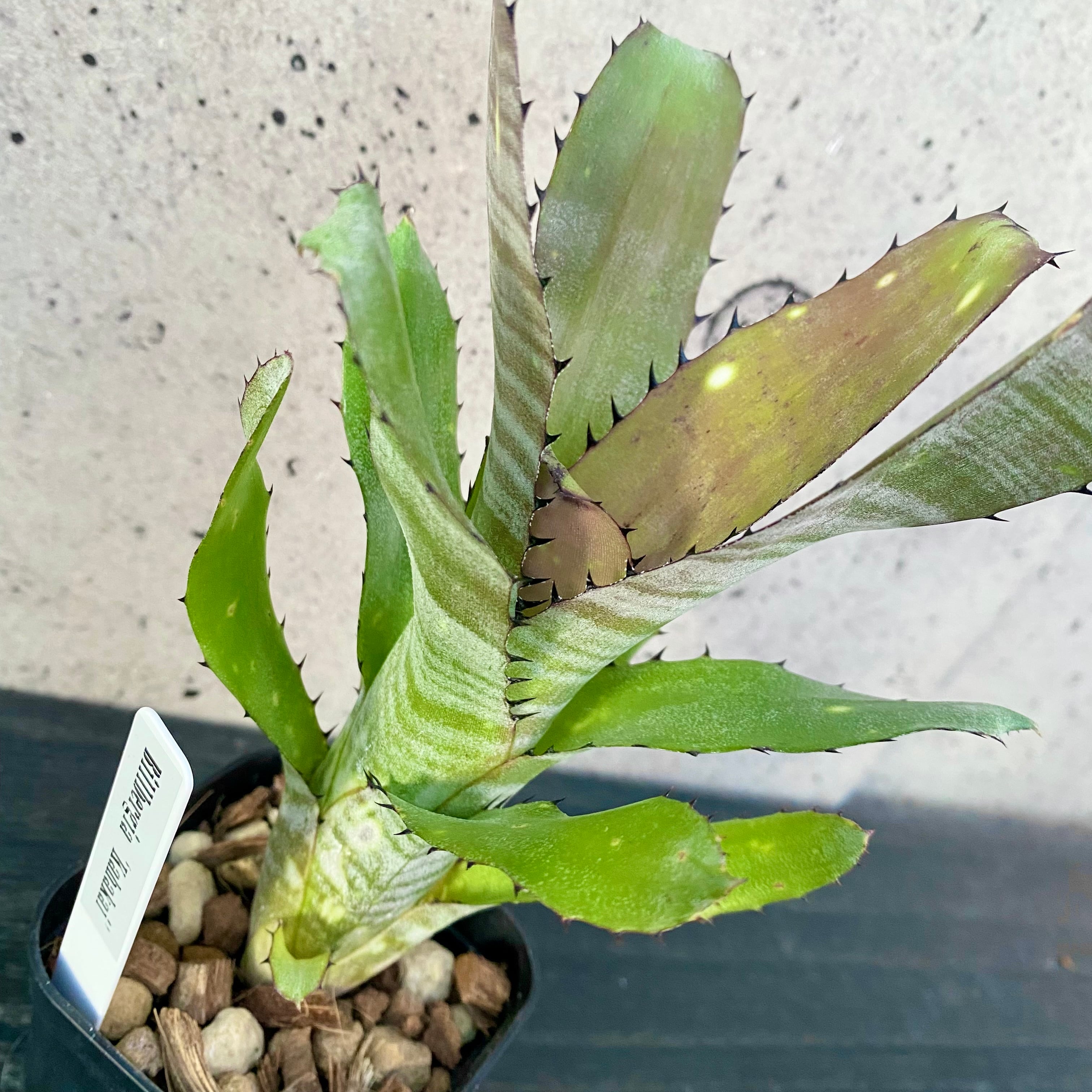 Planet Plants プラネットプランツ