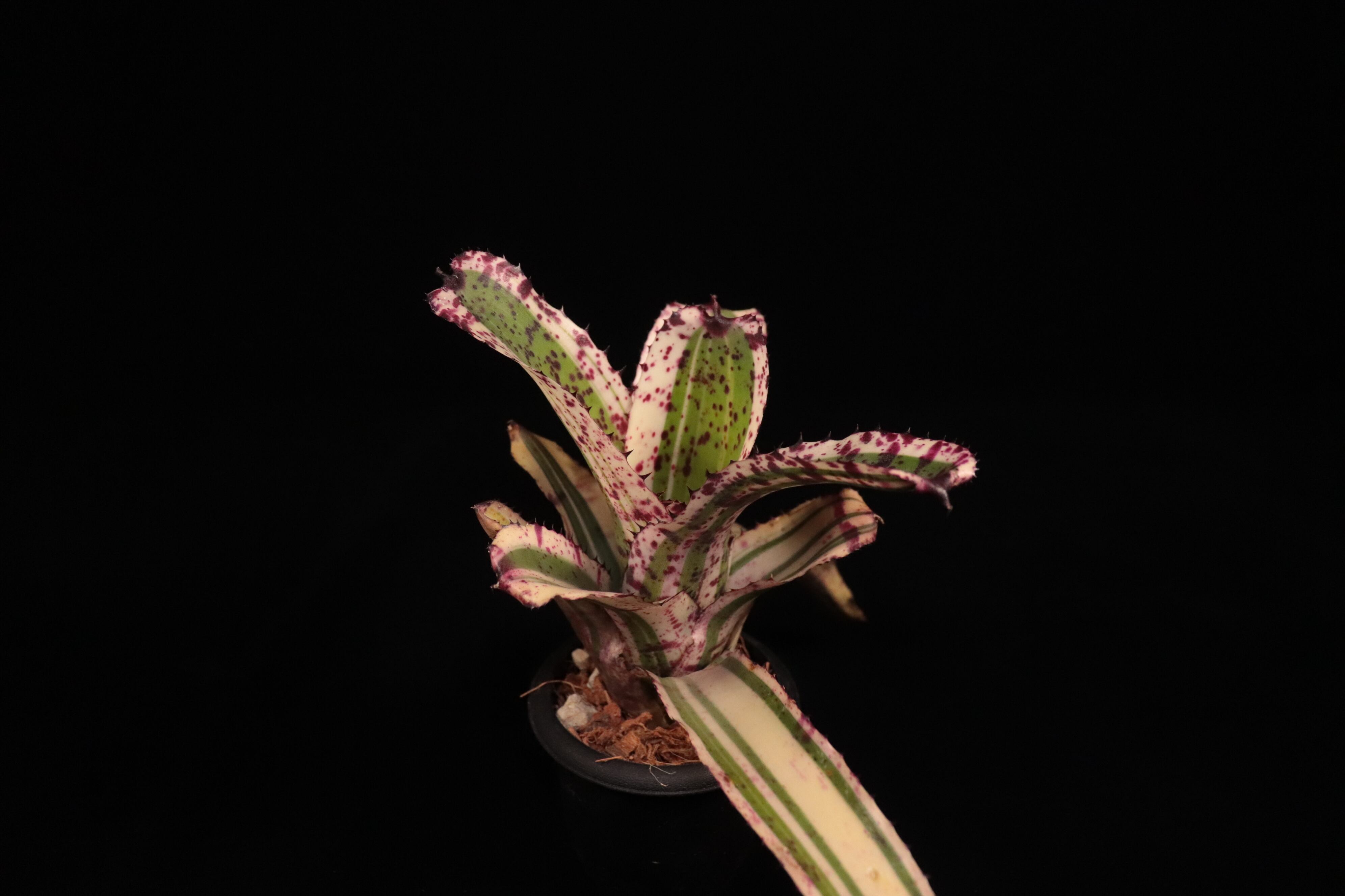 送料無料】Neoregelia 'Shark Attack'〔ネオレゲリア〕現品発送N0570