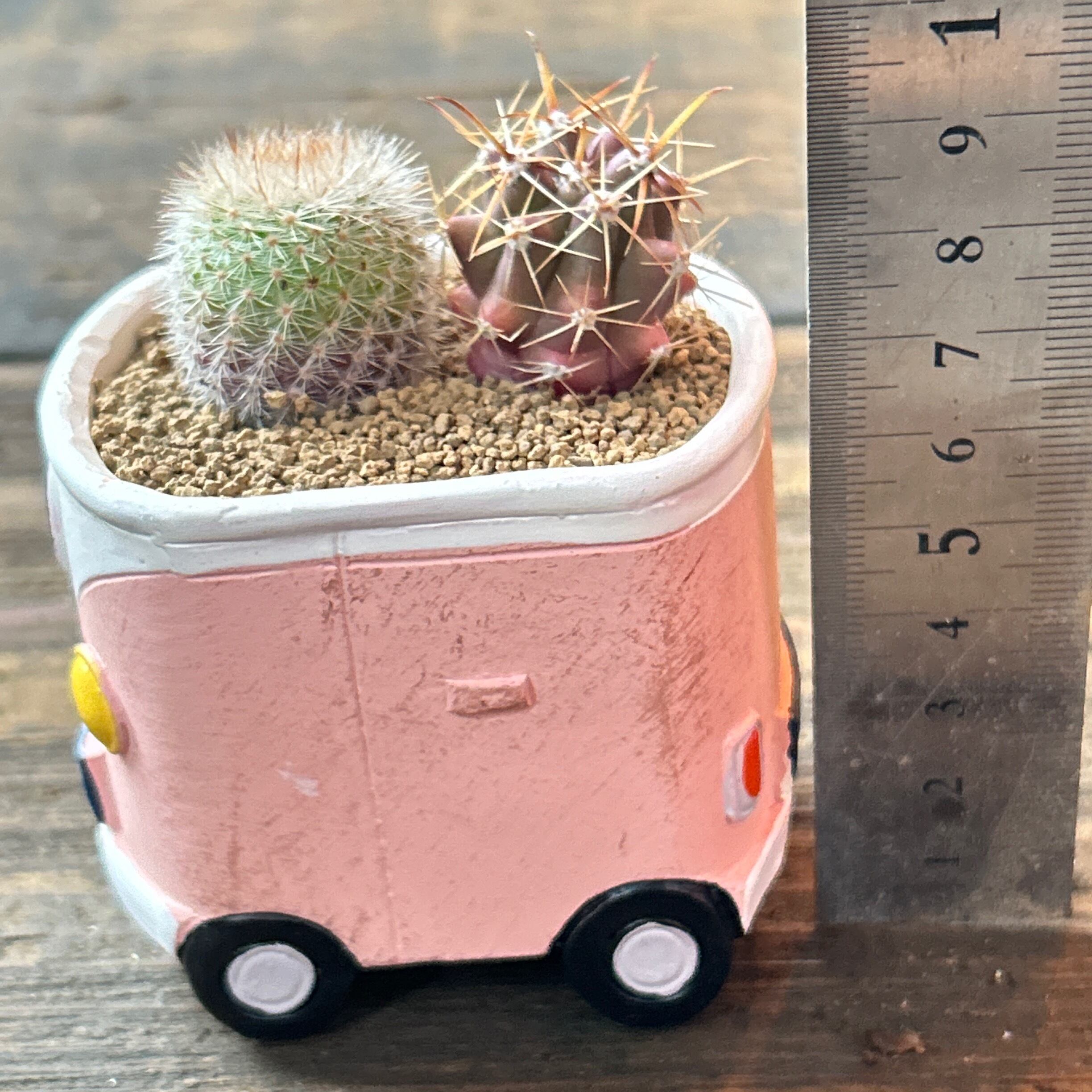 T).サボテン寄せ植え(ピンクの可愛い鉢 | RuPo 多肉植物専門店