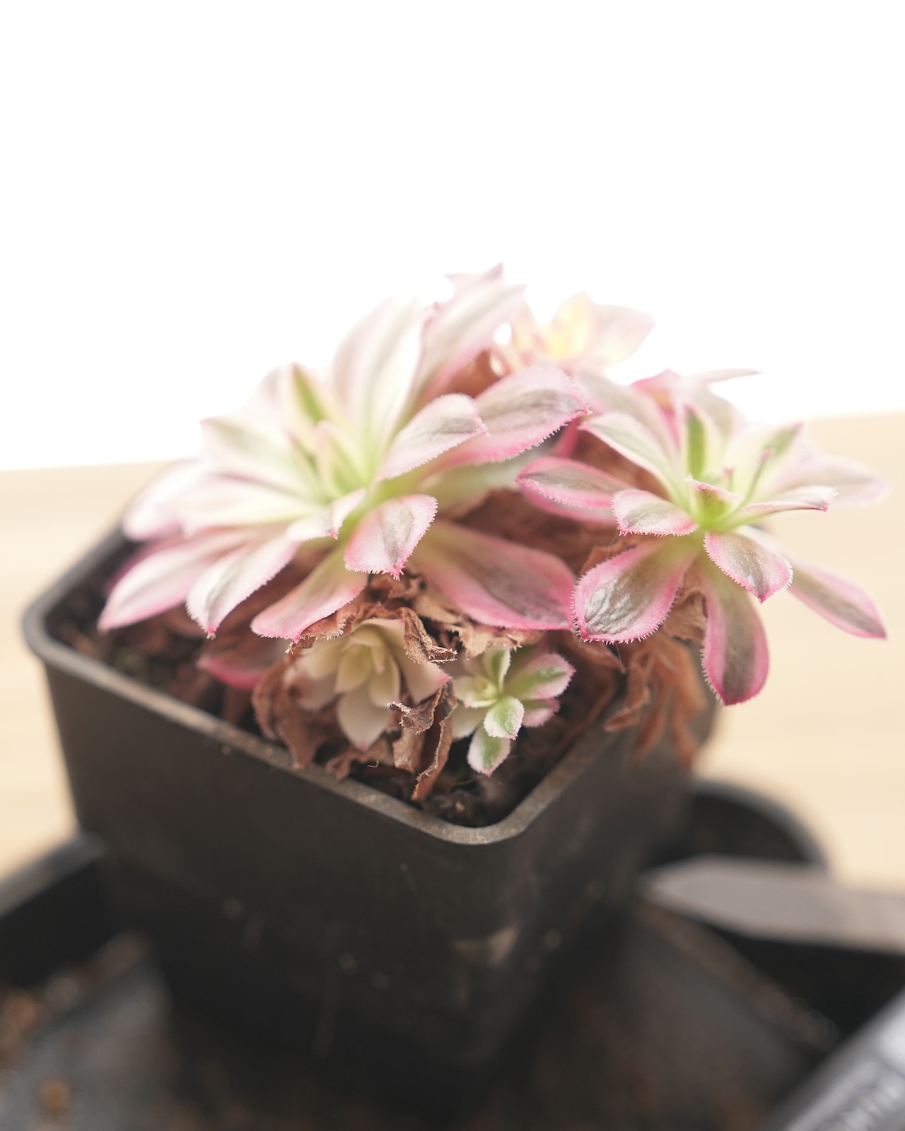 抜き苗 フェニックスフレームバリエガタ 長期LED育成株 Aeonium 'Phoenix Flame Variegated'