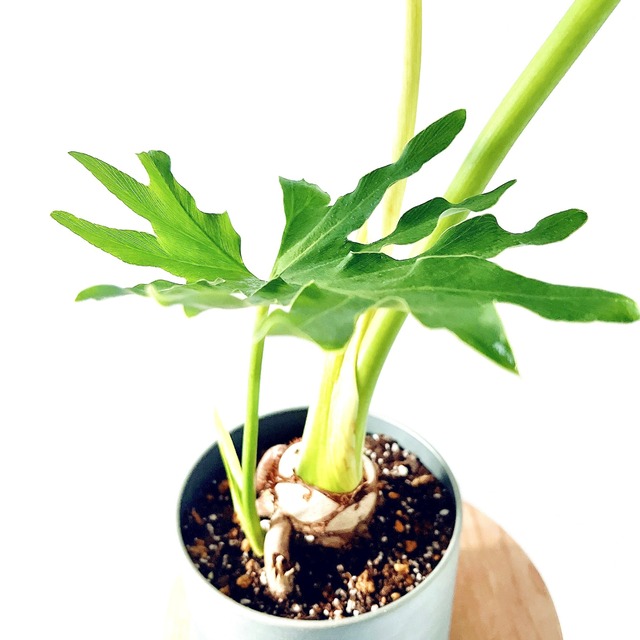 フィロデンドロン セローム 根上がり アイアンポット 受け皿付き 観葉植物 calm cafe