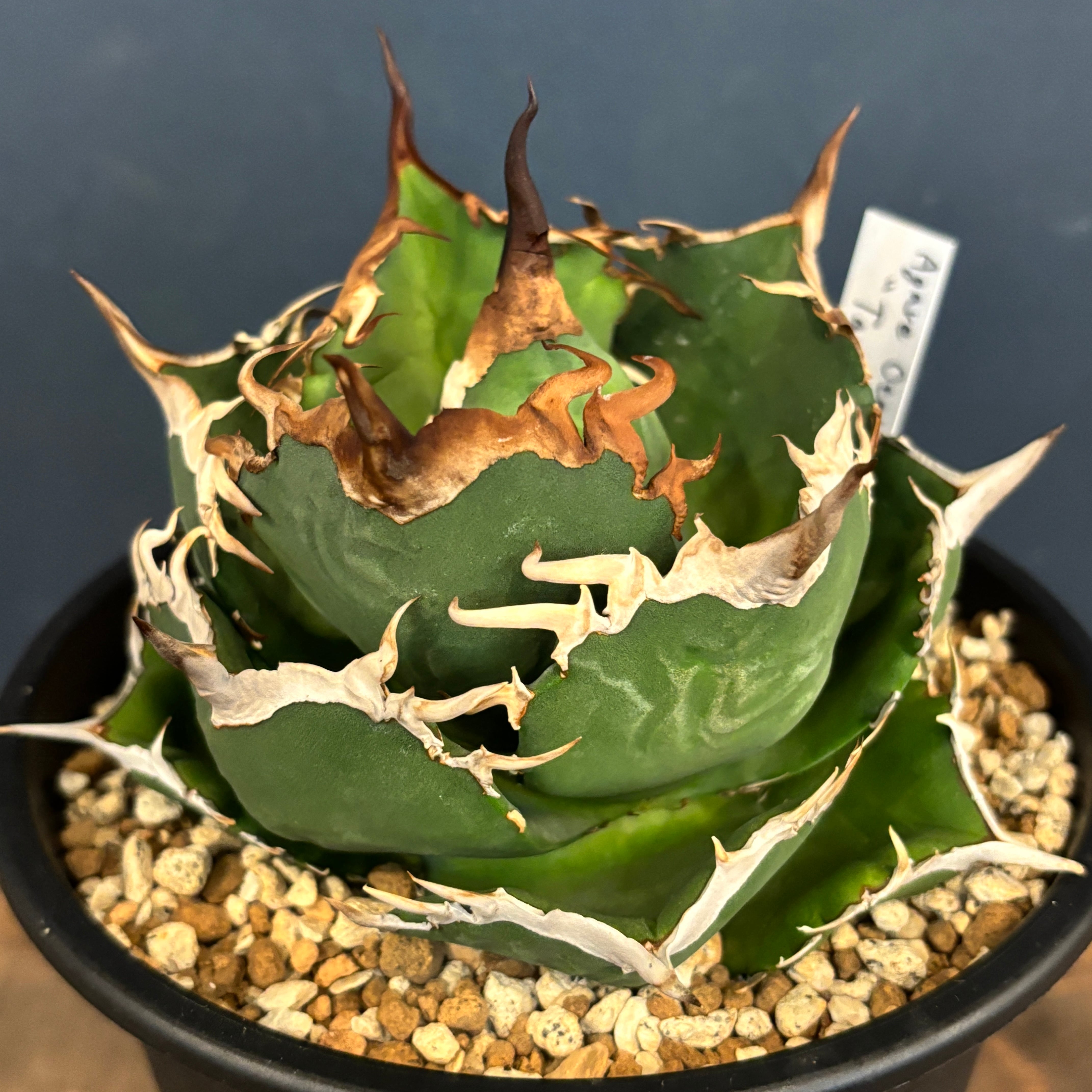 アガベ チタノタ タランチュラ【757】 | PROTOLEAF プロトリーフ