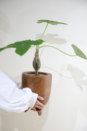 【M】ヤトロファ  サンゴアブラキリ/Jatropha ※ウッド鉢カバー付き