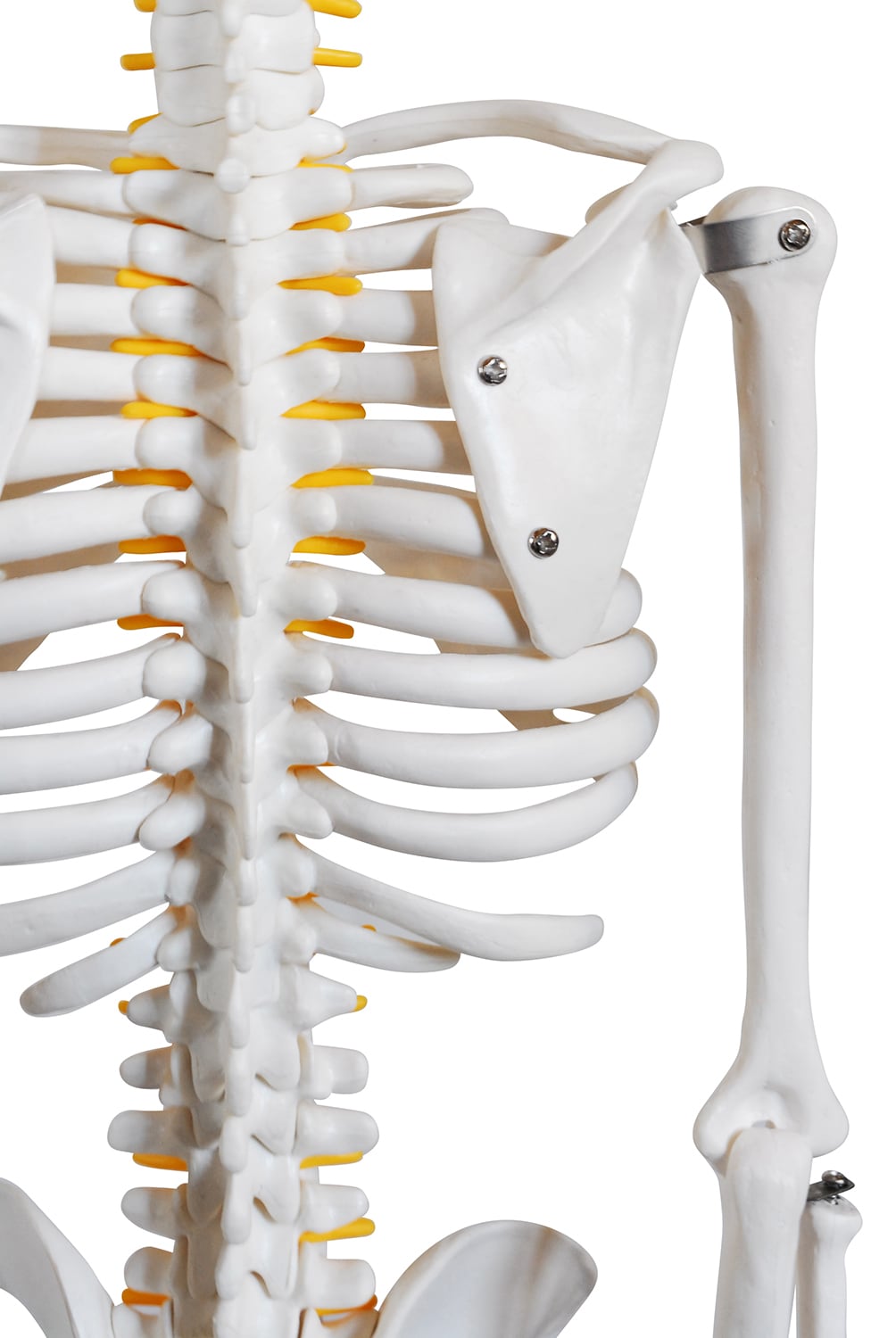 ドイツ製 人体脊椎模型 可動式 約85cm（カイロプラクティック）