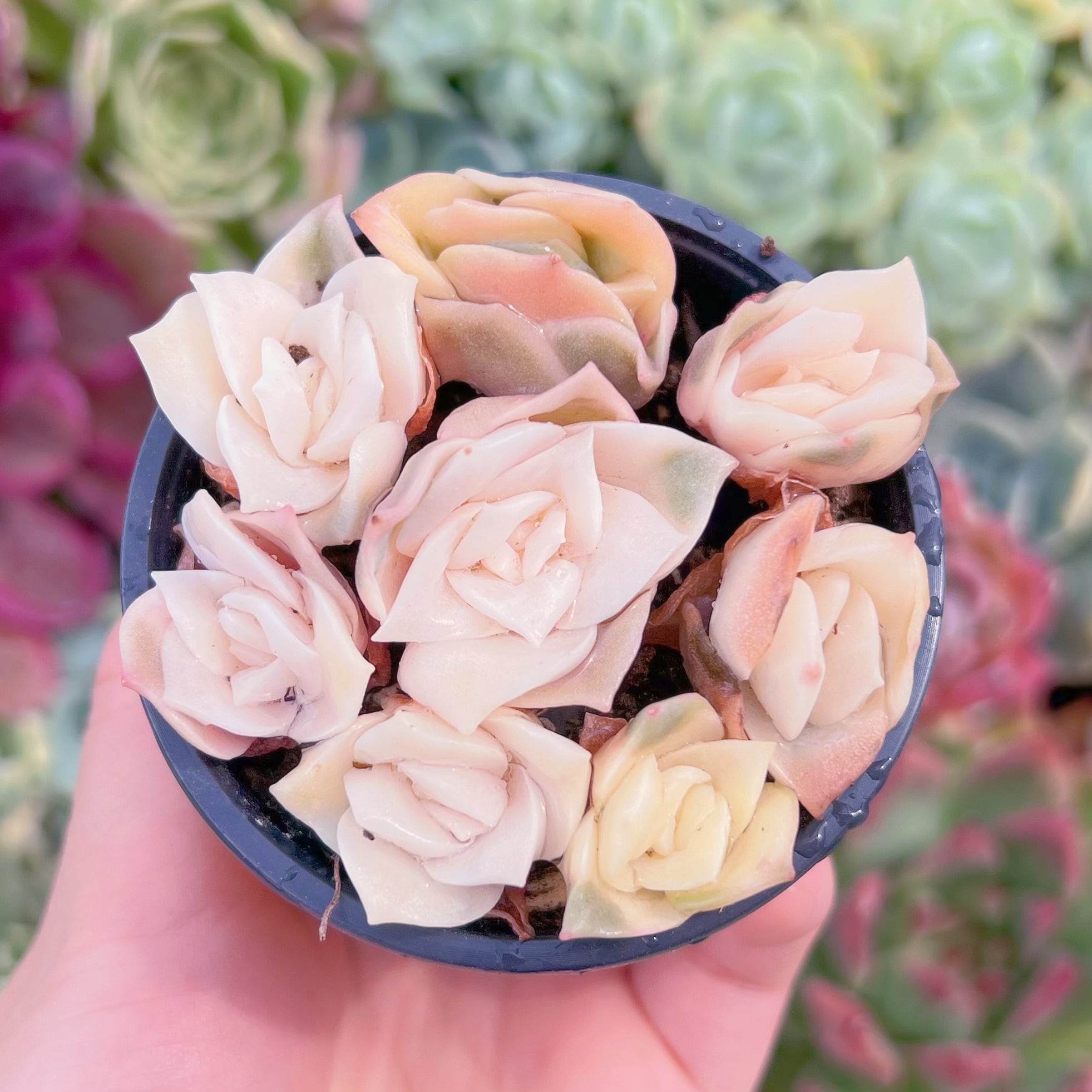 現品　ラブリーローズ錦#1166　last one　るる農園