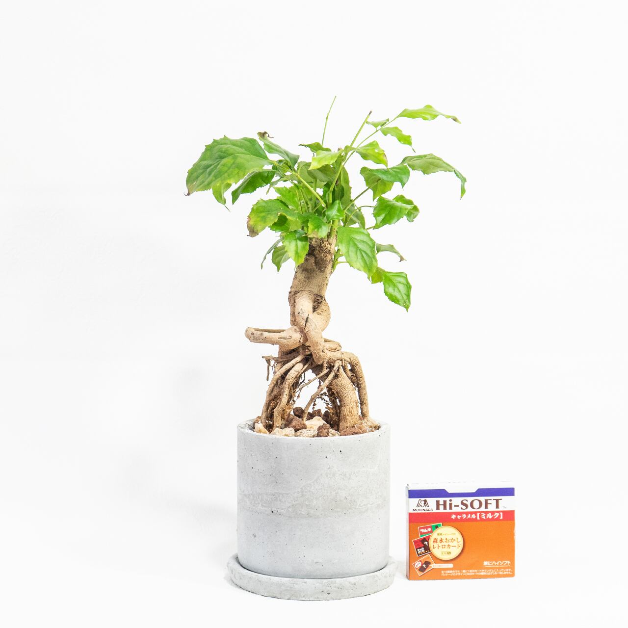 ヘテロパナックス 力強い気根と自然美あふれる樹形　モルタル鉢のインテリア観葉