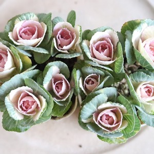 ハボタンセッションスィートベリー　お正月　寄せ植え　縁起のいいもの　可愛いハボタン