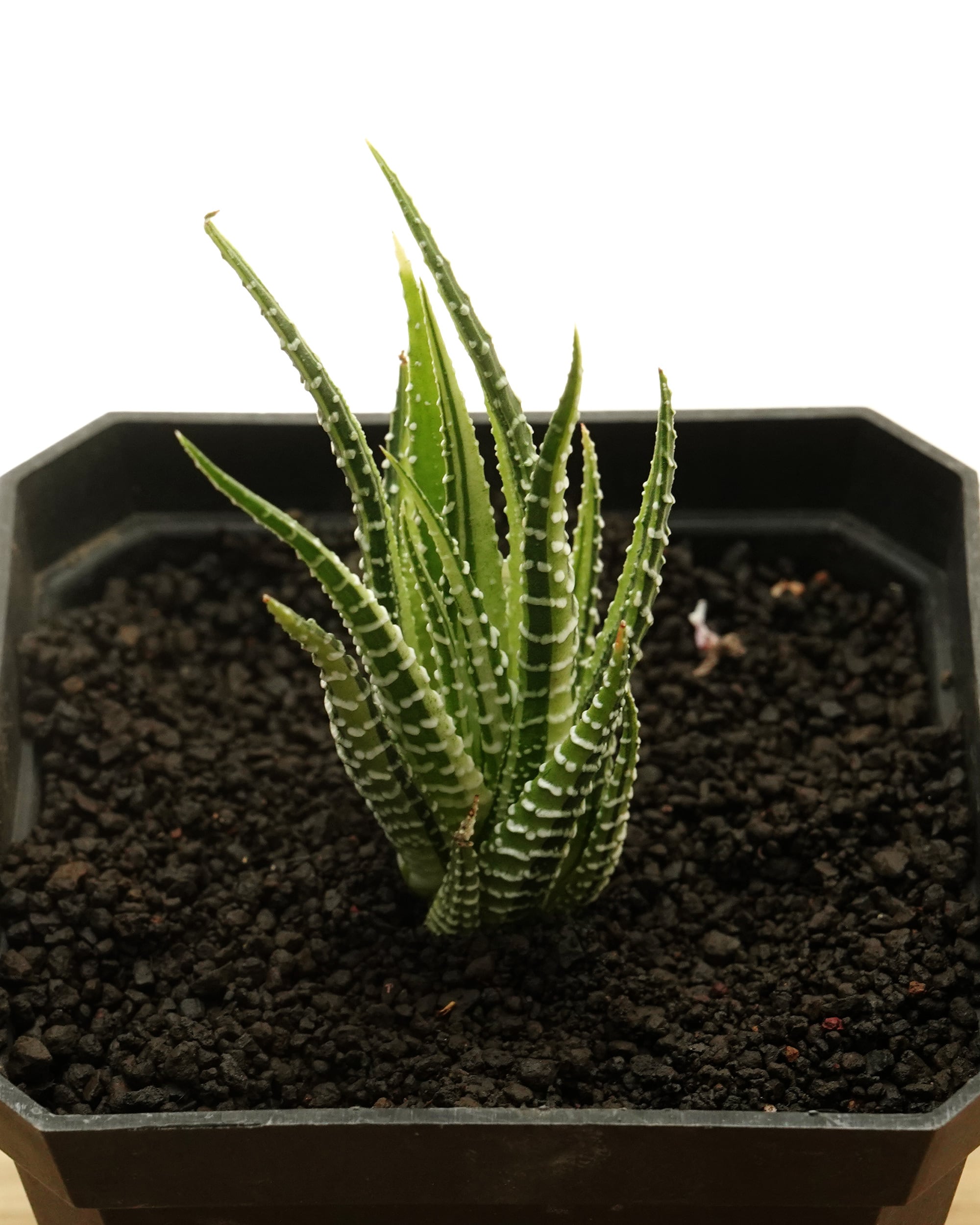抜き苗 ハオルチア 水中月錦 ミックス斑 ミニ株 Haworthia 'Shui Zhong