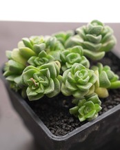 発根済カット苗 クラッスラ ドロシー Crassula 'Dorothy'