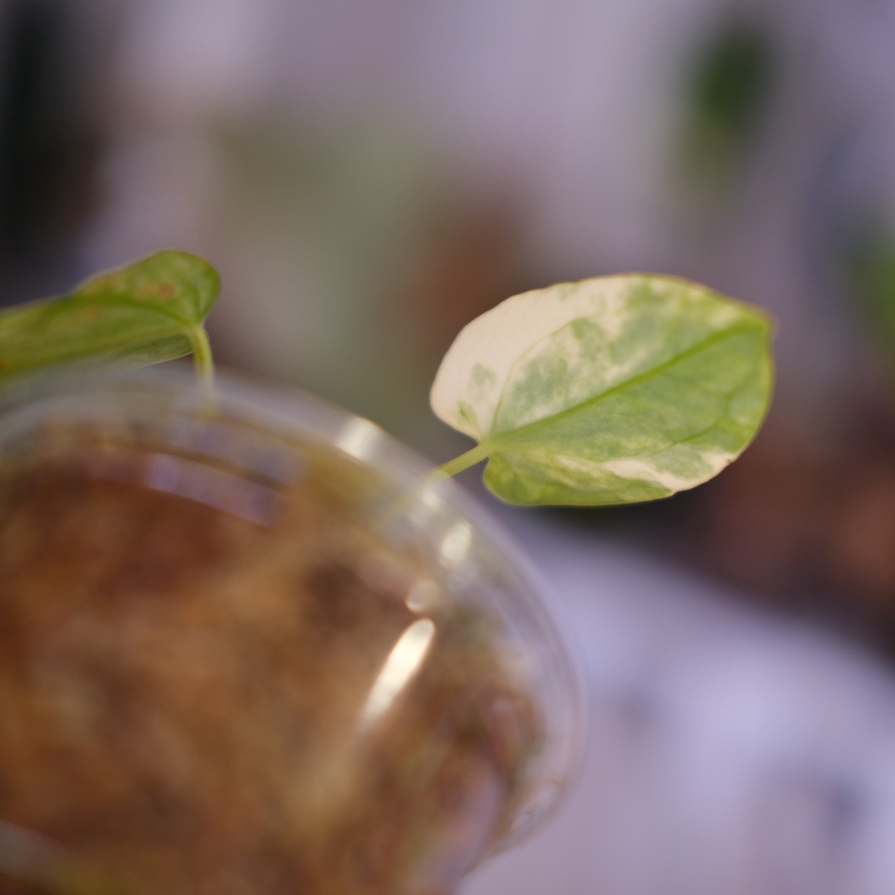 Anthurium forgetii “Australia version” × Anthurium carlablackiae｜アンスリウム｜観葉植物