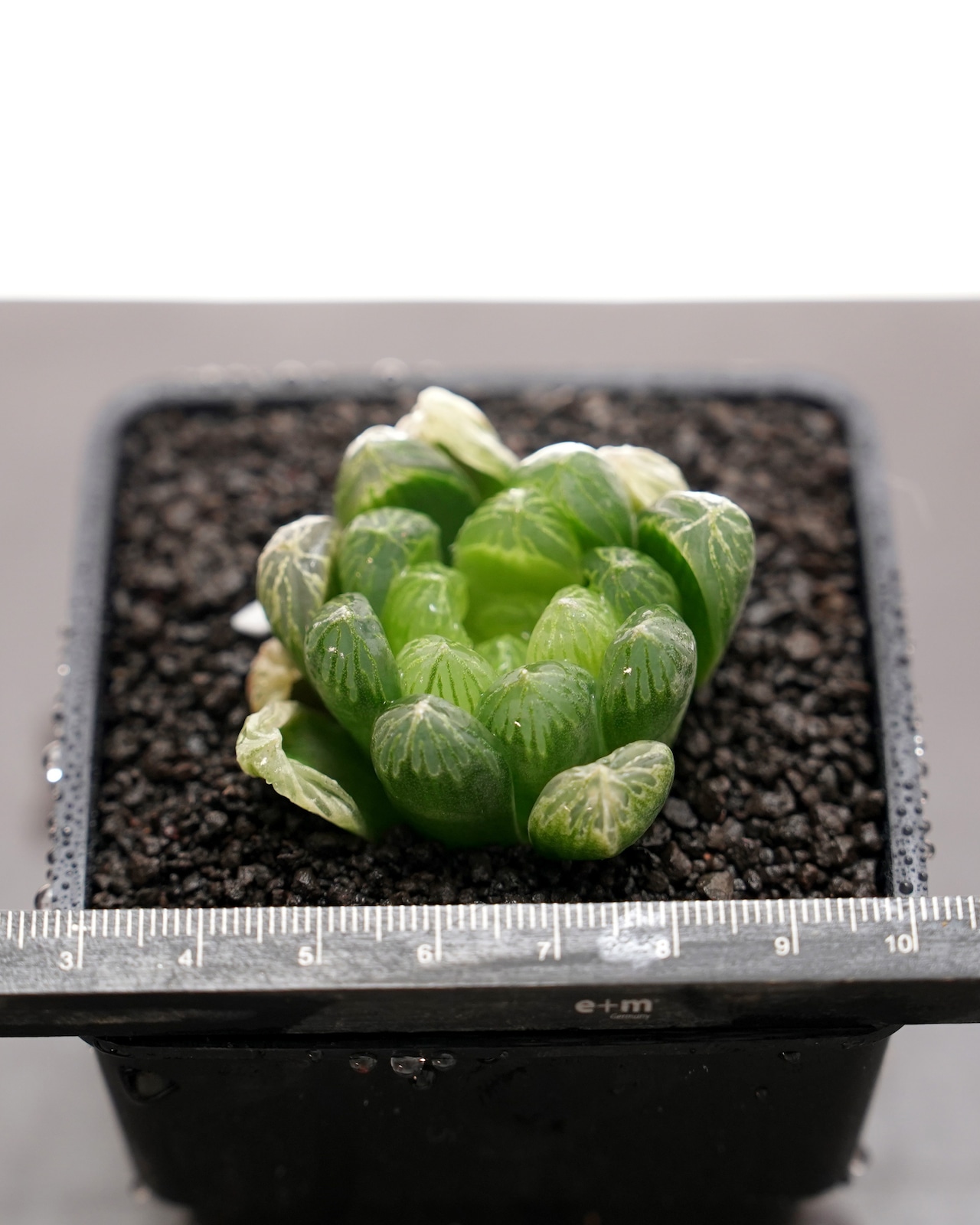 カット苗 ハオルチア オブツーサ ゴースト Haworthia obtusa 'Ghost'