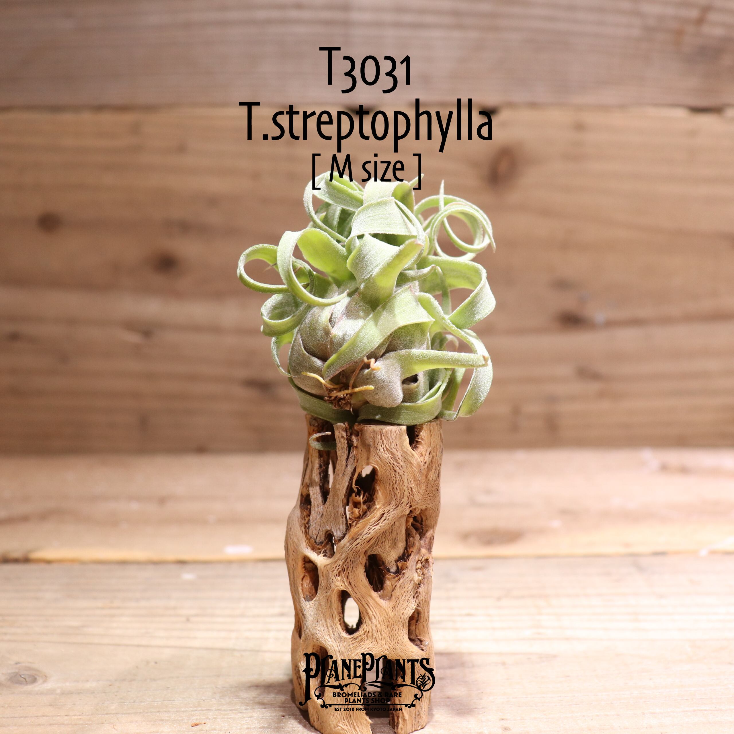 【送料無料】streptophylla M〔エアプランツ〕現品発送T3031