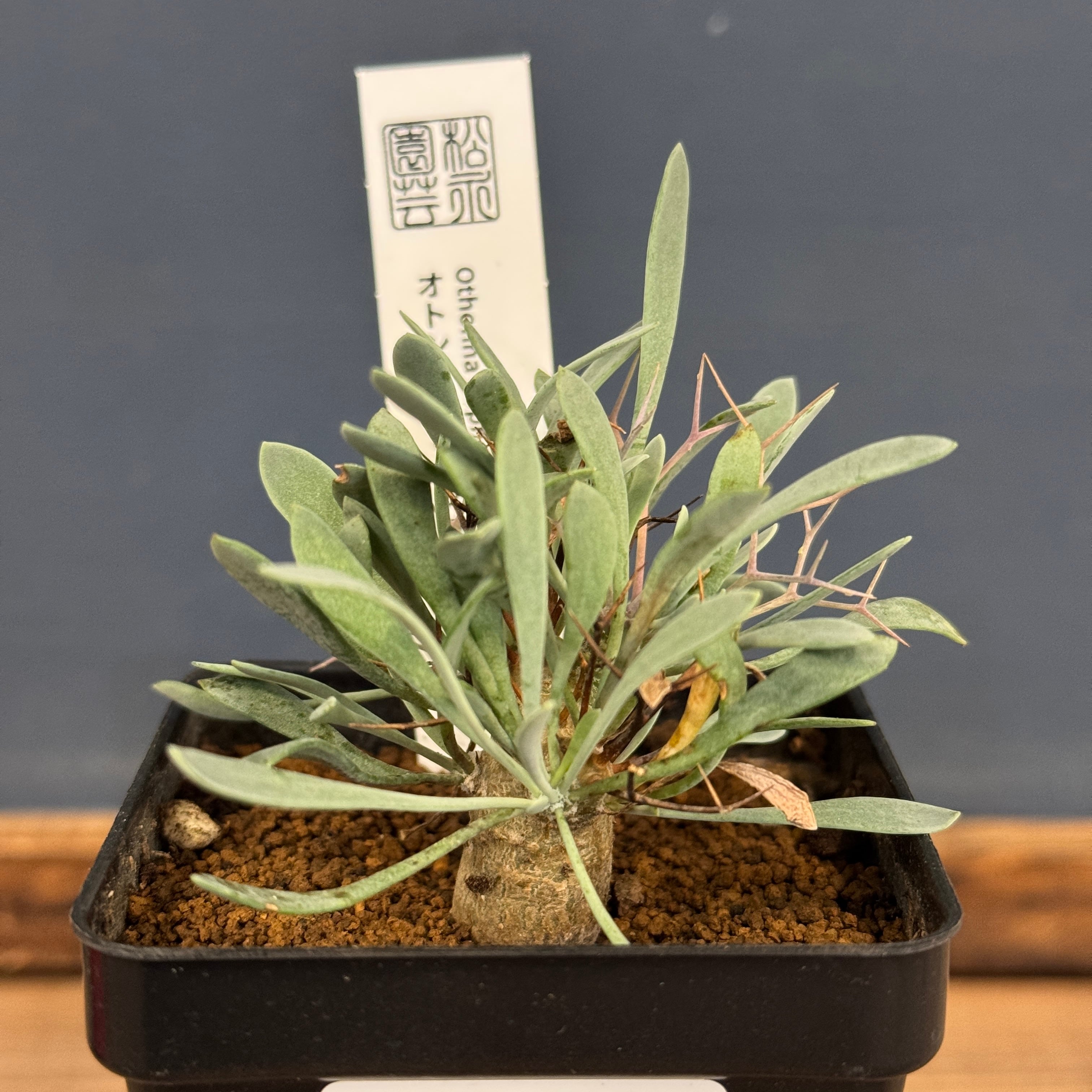 オトンナ ユーフォルビオイデス【760】 | PROTOLEAF プロトリーフ