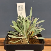 オトンナ　ユーフォルビオイデス【760】