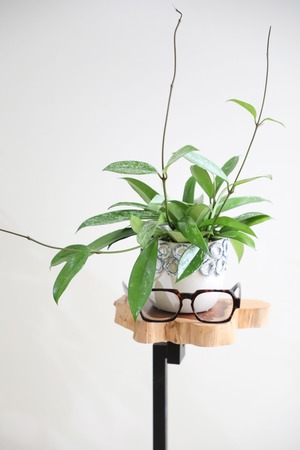 【S】ホヤ シルバーピンク/Hoya　※陶器鉢カバー付き