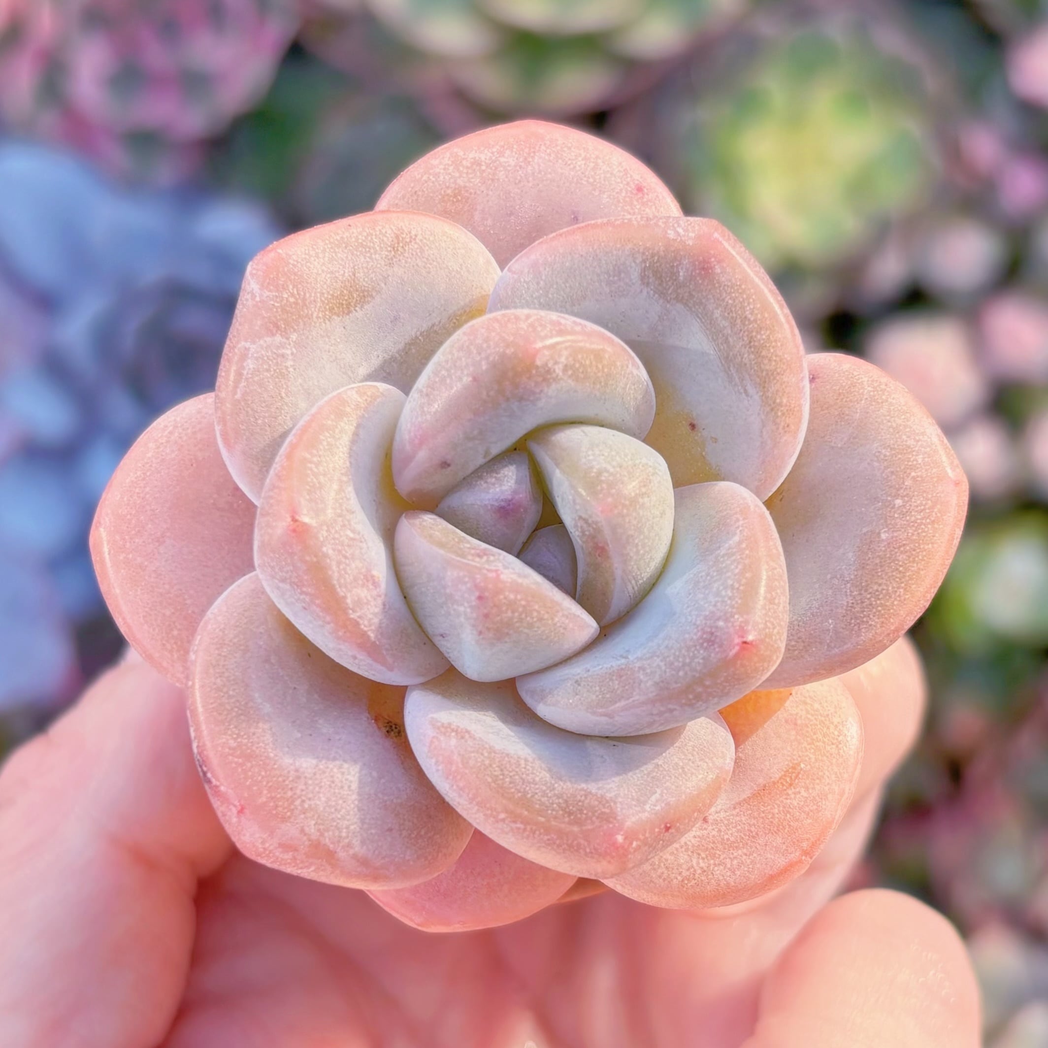 多肉植物　シュークリーム　新入荷　るる農園