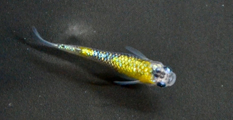 ！健生メダカ！天界メダカ1p 健生メダカ！天界メダカ1p