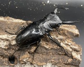 【WD】大型大歯《インターメディアツヤクワガタ 92mm A’品ペア》