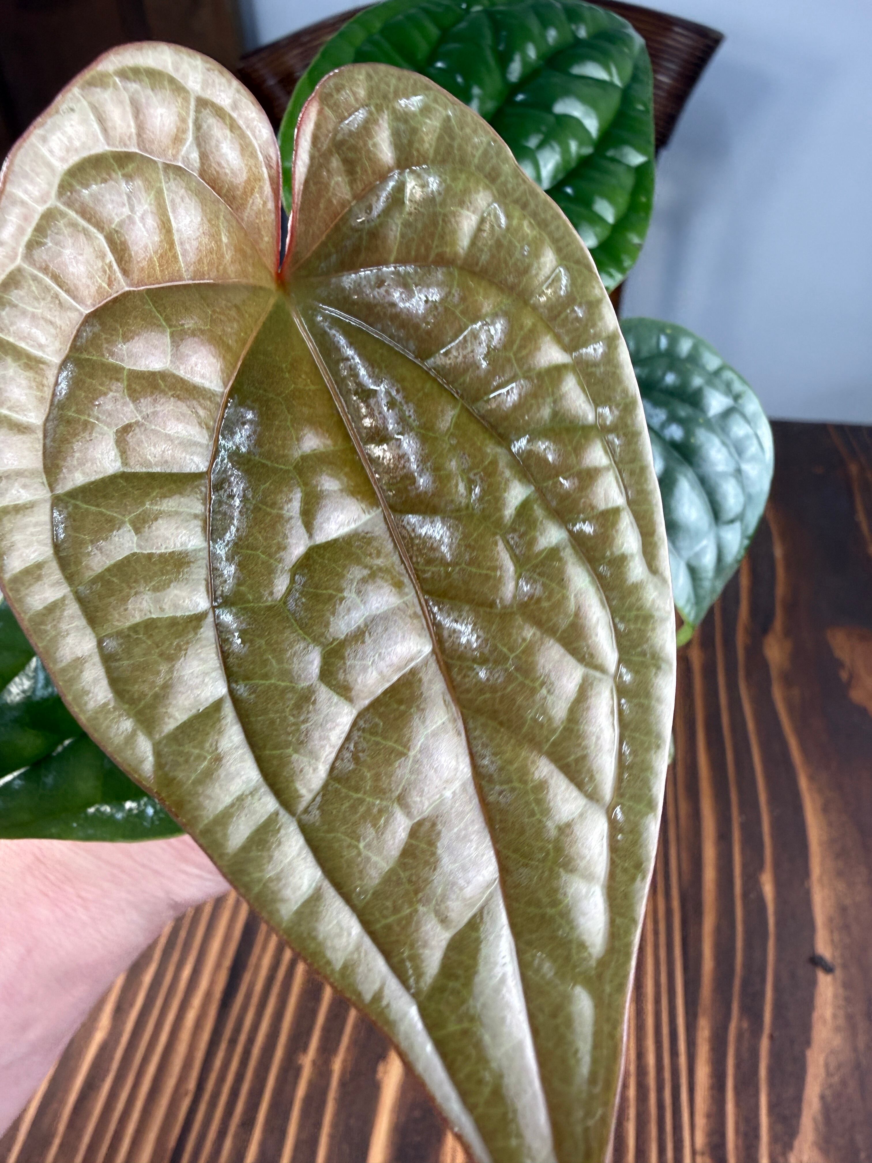 ☆1971【育つほど、格が出る】アンスリウム ルクスリアンス（8cmポット