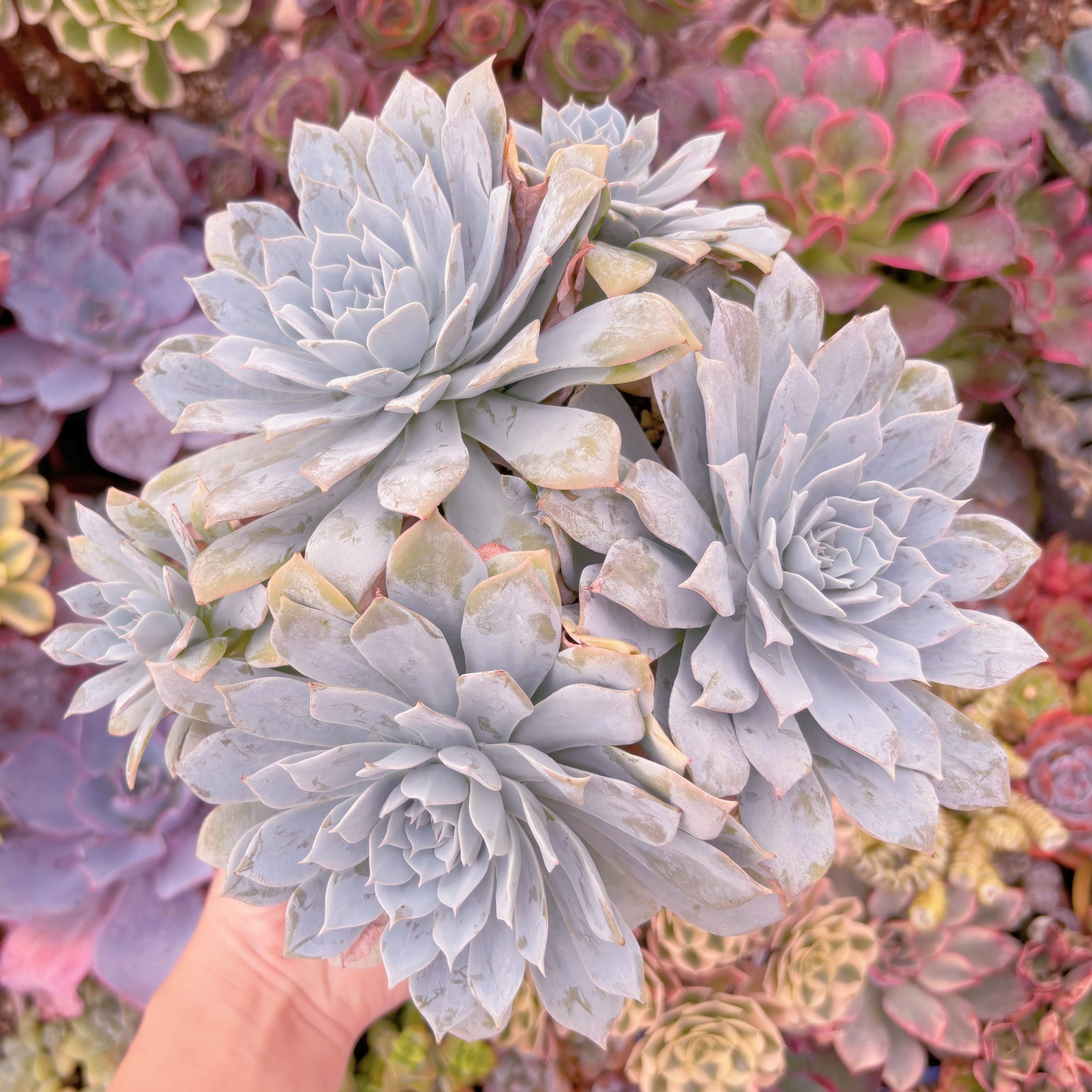 現品　デスメチアナ#F081　大群生　るる農園