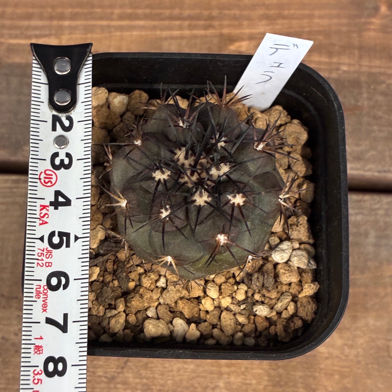 Copiapoa】サボテン コピアポア デュラ 銅羅丸 実生【244